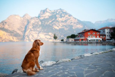 Bir evcil hayvanla seyahat. İtalya 'da gezinti alanında bir köpek. Nova Scotia Duck Tolling Retriever gölün kenarında poz veriyor