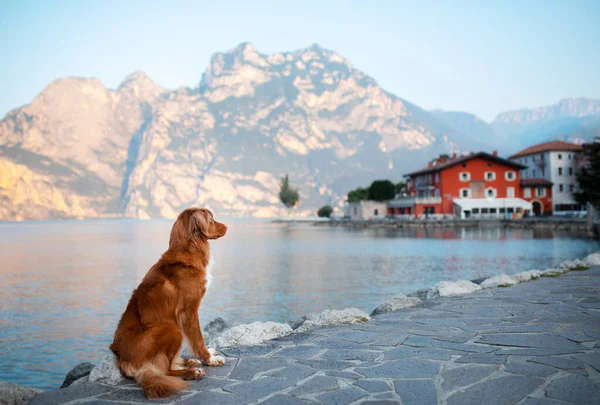 Bir evcil hayvanla seyahat. İtalya 'da gezinti alanında bir köpek. Nova Scotia Duck Tolling Retriever gölün kenarında poz veriyor