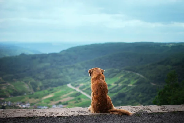 Путешествует с собакой на природе. Новая Шотландия Утка Толлинг ретривер на холме с видом на реку . — стоковое фото