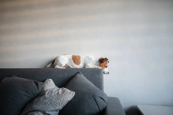 the dog is lying on the couch. Jack Russell Terrier at home