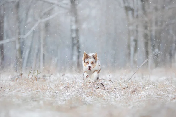 Perro corre a la cámara. Collie borde de mármol activo en la nieve en invierno al aire libre —  Fotos de Stock