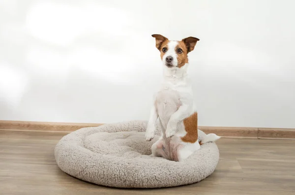 Cane in un lettino per animali. Jack Russell Terrier a casa su un materasso morbido — Foto Stock