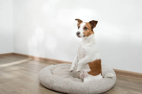 Cane in un lettino per animali. Jack Russell Terrier a casa su un materasso morbido — Foto Stock