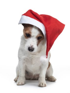 Noel köpeği. Beyaz bir arka planda Yeni Yıl şapkalı bir evcil hayvan. Jack Russell Teriyer Tolling Retriever