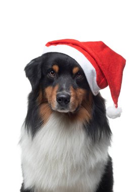 Noel köpeği. Beyaz bir arka planda Yeni Yıl şapkalı bir evcil hayvan. Komik Avustralyalı çoban