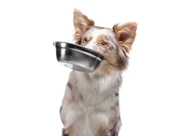 Dog holds a bowl for food in his teeth. healthy food for pets. Border Collie on a white background. Royalty Free Stock Images