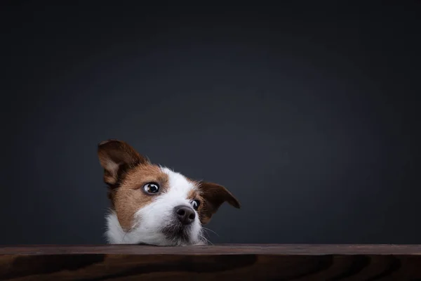 Собака выглядывает из-за стола. Джек Рассел Терьер в студии на темном фоне — стоковое фото