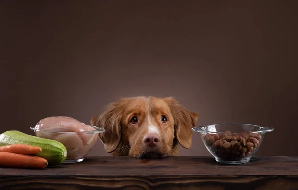 Natürliche Fütterung für Hunde. nova scotia duck mauting retriverr wählt eine Mahlzeit. Rohkost und Trockenfutter — Stockfoto