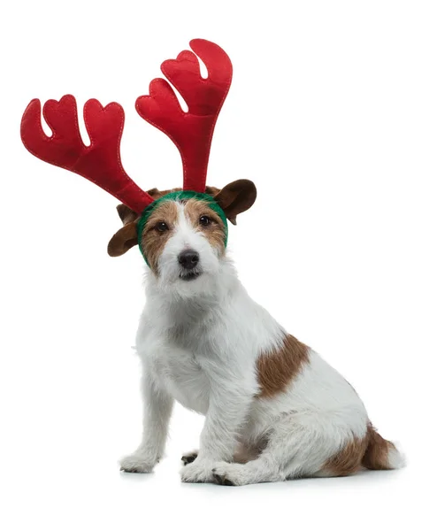 Jack Russell Terrier in corna di Capodanno. Animaletto di Natale. animale da vacanza — Foto Stock