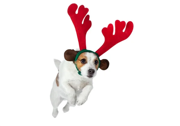 Jack Russell Terrier in corna di Capodanno. Animaletto di Natale. divertente animale da vacanza — Foto Stock