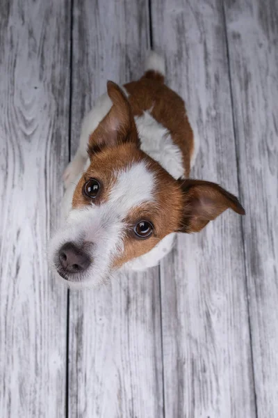 Hundeflach lag. Jack Russell Terrier auf einem Holz-Hintergrund. — Stockfoto