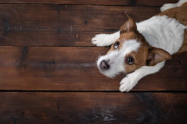 Jag låg med hunden. Jack Russell Terrier på en trä bakgrund. — Stockfoto