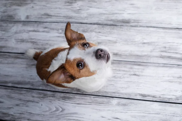 Perro acostado. Jack Russell Terrier sobre un fondo de madera . —  Fotos de Stock