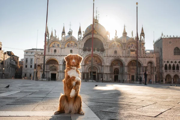 Dog on Piazza San Marco in Venice. Nova Scotia Duck Tolling Retriever travels