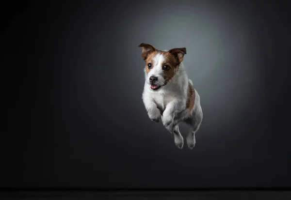 Cão pulando em um fundo escuro. Jack Russell Terrier voa na câmera — Fotografia de Stock