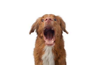 Komik köpek suratı çığlık atıyor. Beyaz arka planda Nova Scotia Duck Tolling Retriever