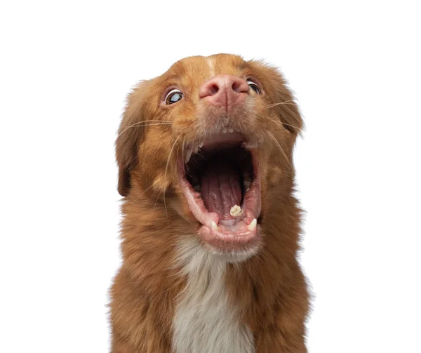 Cara de cão engraçada a gritar. Nova Scotia Duck Tolling Retriever em um fundo branco — Fotografia de Stock