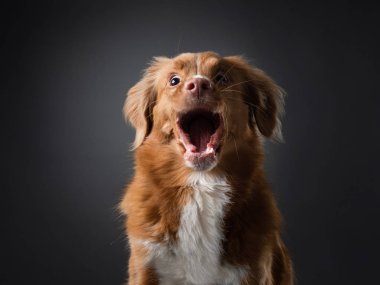 Komik köpek suratı çığlık atıyor. Yemek yakalar. Mutlu Nova Scotia Duck Tolling Retriever stüdyoda