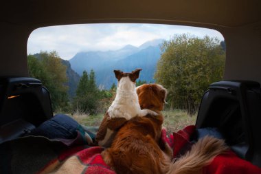 dog camping in the car. Nova Scotia Duck Tolling Retriever and Jack Russell Terrier in the luggage compartment. Pets on vacation. clipart