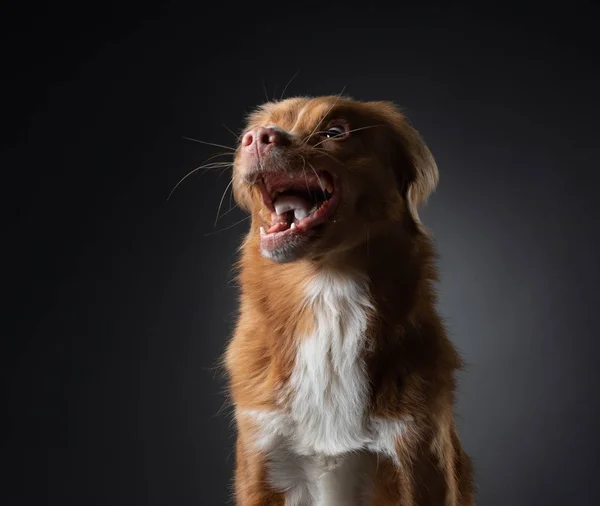 Srandovní psí ksicht. chytá jídlo. Happy Nova Scotia Duck Tolling Retriever ve studiu — Stock fotografie