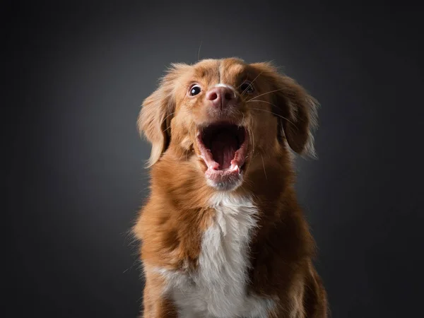 Cara de cão engraçada a gritar. Apanha comida. feliz Nova Scotia Duck Tolling Retriever em estúdio — Fotografia de Stock