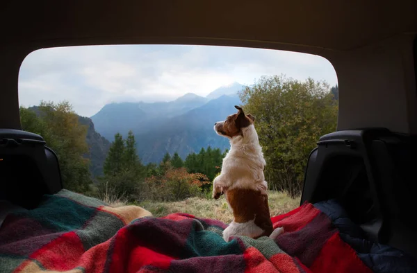 dog camping in the car. Nova Scotia Duck Tolling Retriever and Jack Russell Terrier in the luggage compartment. Pets on vacation.