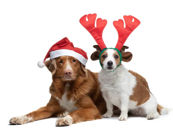 Świąteczny pies. Pet in a New Years cap na zielonym tle. Nova Scotia Duck Tolling Retriever i Jack Russell Terrier — Zdjęcie stockowe