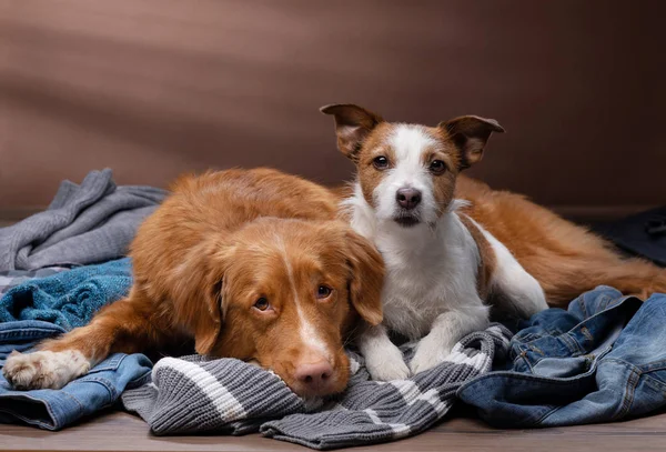 Dos perros yacen en ropa dispersa en casa. Las mascotas se van de vacaciones. Toller y un Jack Russell Terrier — Foto de Stock