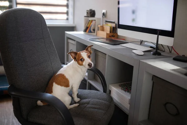 A kutya egy számítógépes széknél ül. Kisállat az irodában. Jack Russell Terrier az asztalnál. — Stock Fotó