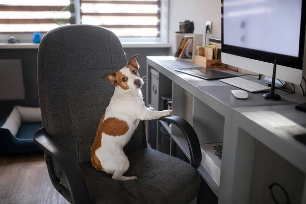 Chien est assis sur une chaise d'ordinateur. Pet au bureau. Jack Russell Terrier au bureau — Photo