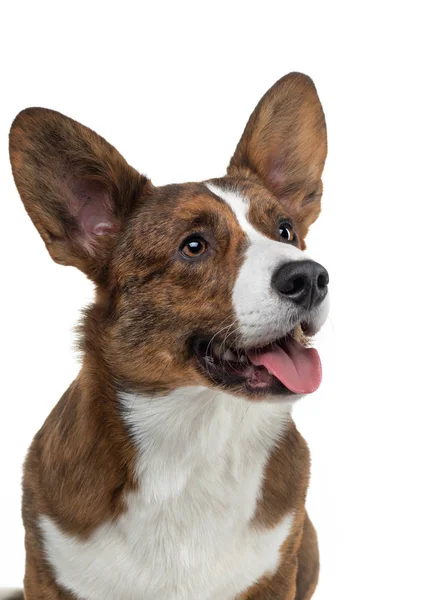 Porträtt av en hund på vit bakgrund. Le mot Corgi. Sällskapsdjur i studion. För utformning — Stockfoto