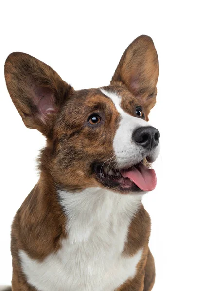 Portrait of a dog on a white background. Smiling Corgi. Pet in the studio. For design — ストック写真