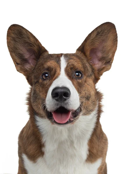 Retrato de um cão sobre um fundo branco. Corgi sorridente. Animal de estimação no estúdio. Para design — Fotografia de Stock