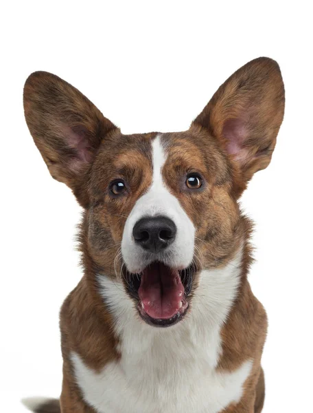 Porträt eines Hundes auf weißem Hintergrund. lächelnder Corgi. Haustier im Studio. für Design — Stockfoto