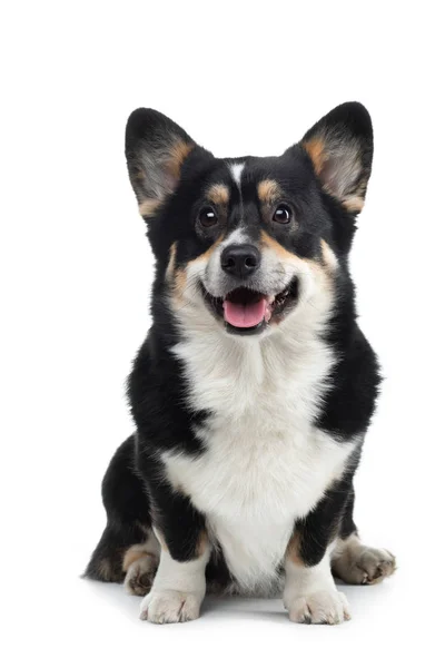 Portrét psa na bílém pozadí. Usmívající se Corgi. Domácí mazlíček ve studiu. Pro design — Stock fotografie