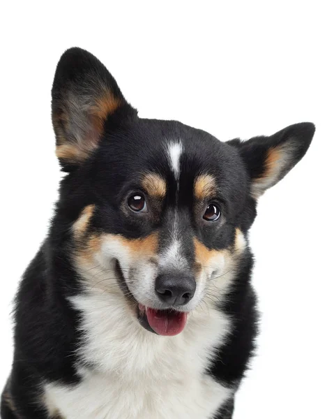 Portrét psa na bílém pozadí. Usmívající se Corgi. Domácí mazlíček ve studiu. Pro design — Stock fotografie