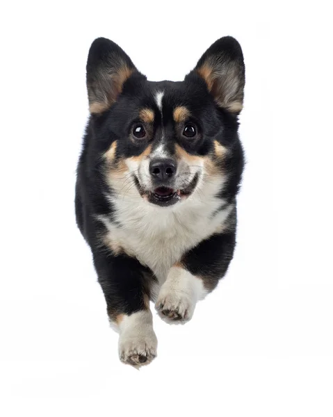 Flying dog on a white background. Happy, cheerful welsh corgi pembroke — 스톡 사진