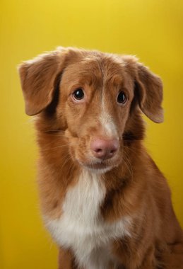 Köpekteki komik surat. Duygu. Sarı arka planda Nova Scotia Duck Tolling Retriever.