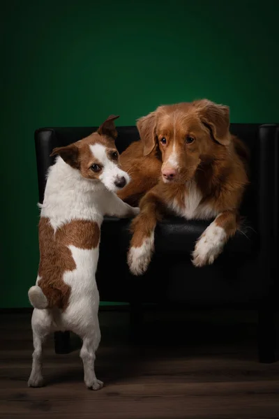 Две собаки на стуле с цветной клеткой. New Scotia Duck Tolling Retriever и Jack Russell Terrier дома — стоковое фото