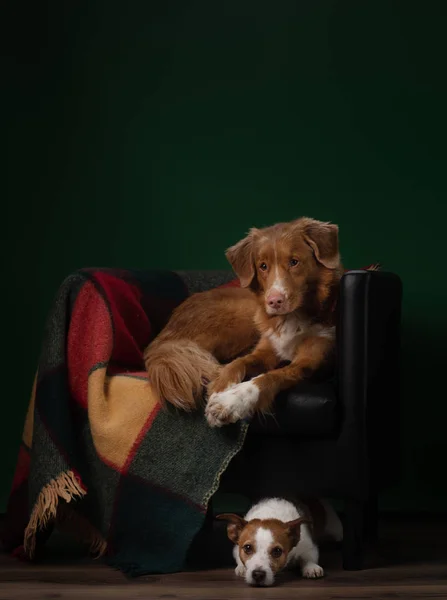 Dos perros en una silla con una tela a cuadros de colores. Nova Scotia Duck Tolling Retriever y Jack Russell Terrier en casa — Foto de Stock