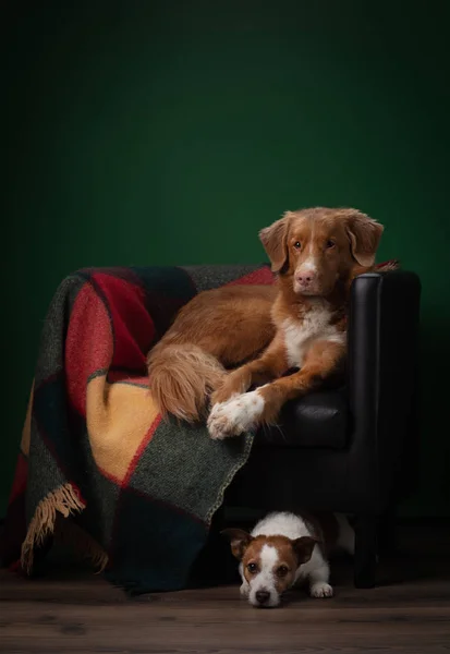 Dos perros en una silla con una tela a cuadros de colores. Nova Scotia Duck Tolling Retriever y Jack Russell Terrier en casa — Foto de Stock