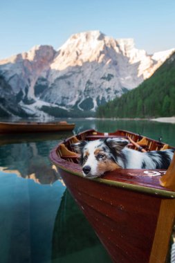 İtalya, Braies Gölü 'ndeki bir iskelede köpek. Doğada mermer Avusturya çoban köpeği.
