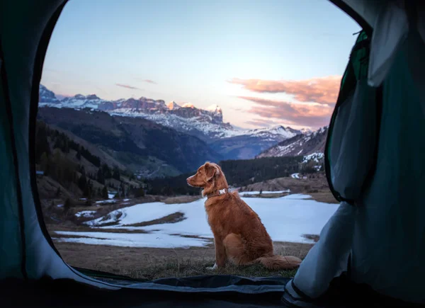 Podróżuje z psem, biwakuje. Nova Scotia Duck Tolling Retriever w namiocie zimą. — Zdjęcie stockowe