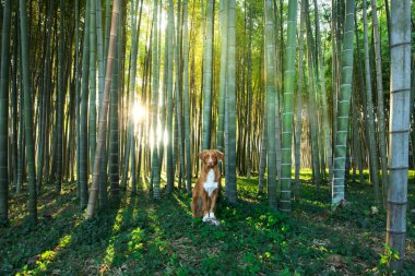 Bambu ormanındaki köpek. Doğadaki Nova Scotia Duck Tolling Retriever. Bir evcil hayvanla seyahat etmek..