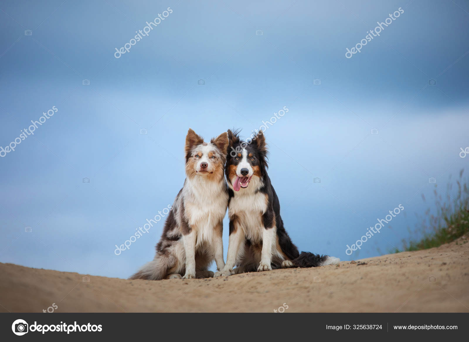 Two Dogs Hugging Two Dogs Hugging Together For A Pets In Cute Border
