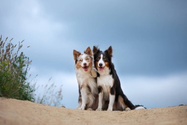 İki köpek yürüyüş için sarılıyor. Doğadaki hayvanlar. Gökyüzüne karşı tarlada şirin bir çoban köpeği