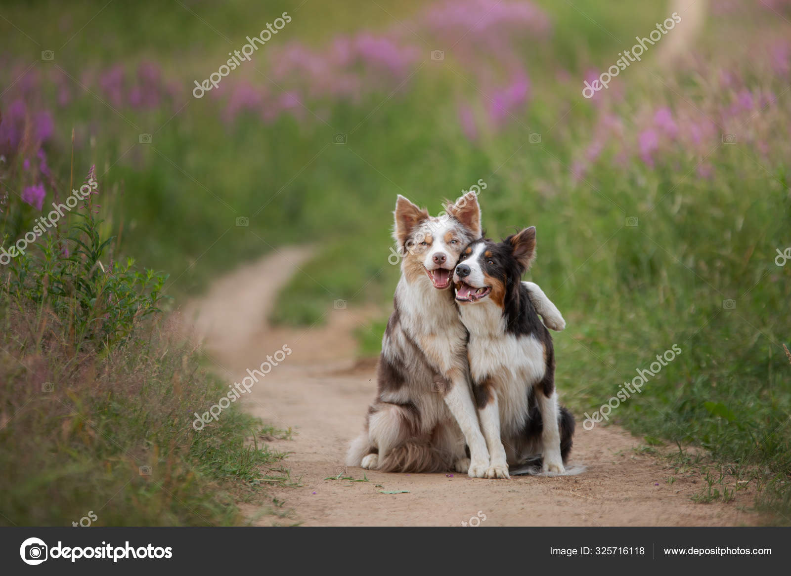 Two dogs hugging together for a Pets in Cute border