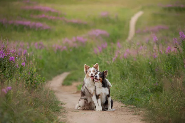 two dogs hugging together for a walk. Pets in nature. Cute border collie in a field in colors. St. Valentines Day.