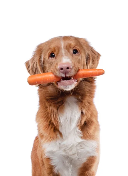 Der Nova Scotia Retriever hält eine Karotte in seinen Zähnen. gesundes Futter für Hunde Futter für Haustiere. — Stockfoto