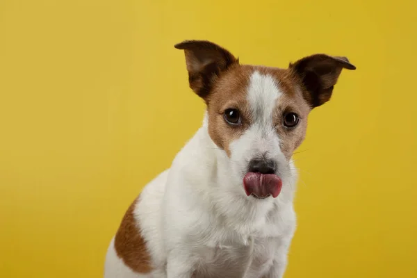 Pies z językiem na wierzchu. Jack Russell Terrier na żółtym tle. Pet w studio. — Zdjęcie stockowe